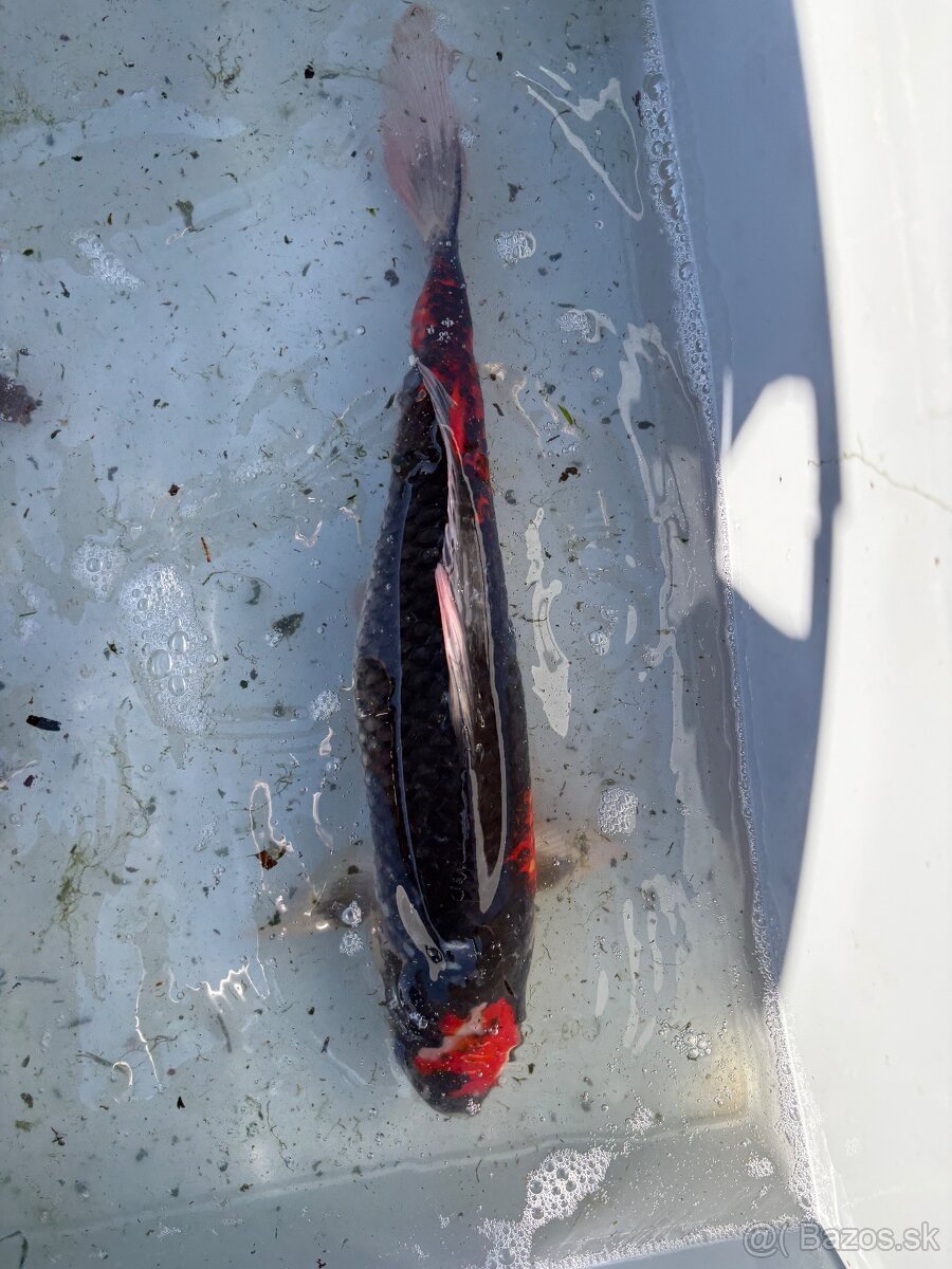 Japonské Koi kapre - 8