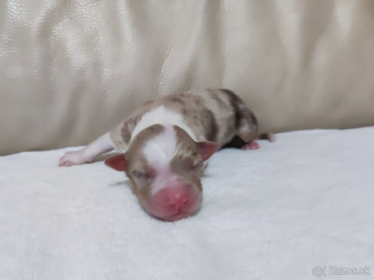 Austrálsky ovčiak - 8