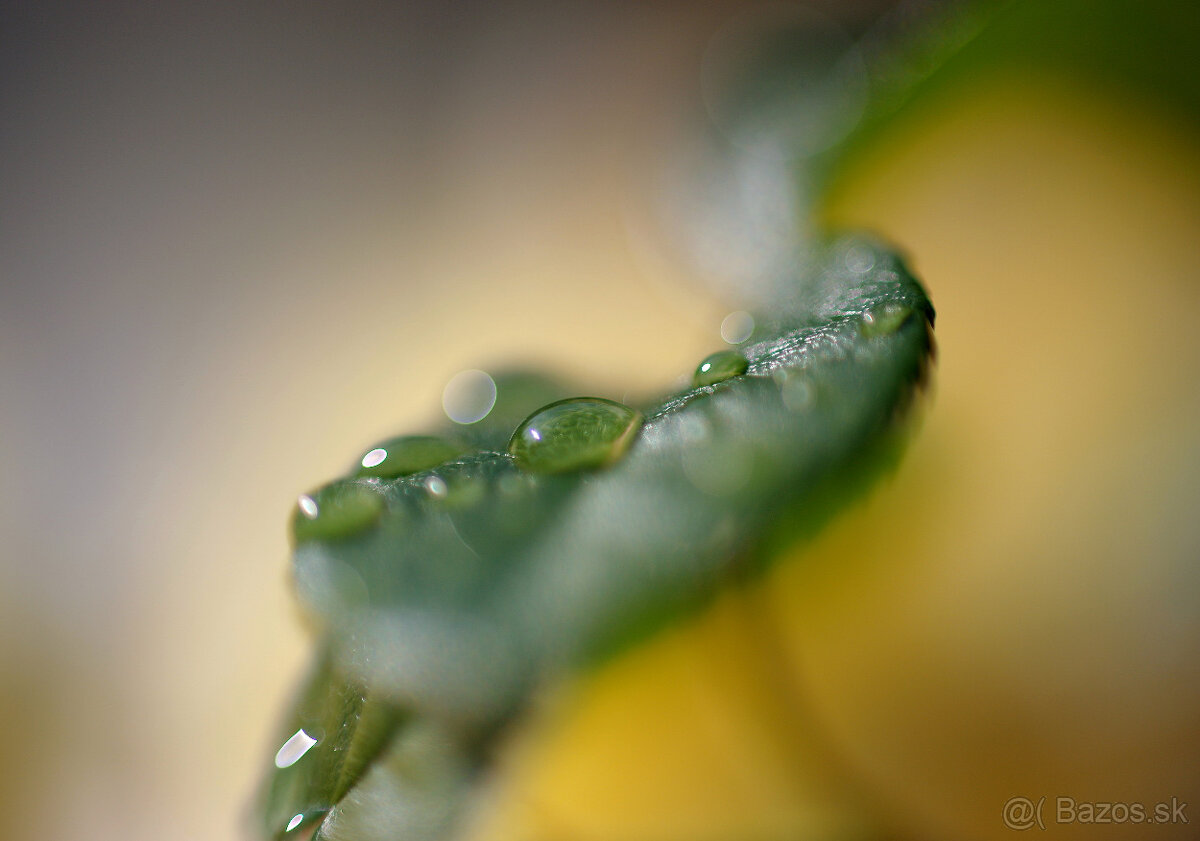 SMC PENTAX 1,8/55mm (ASAHI Japan) ZÁRUKA - TOP stav - 8