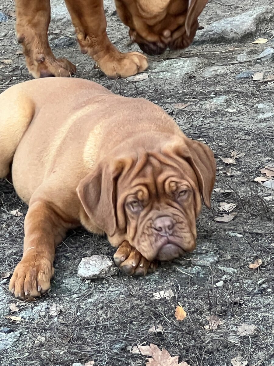 Dogue de Bordeaux s PP holčička Bordeauxská doga - 8