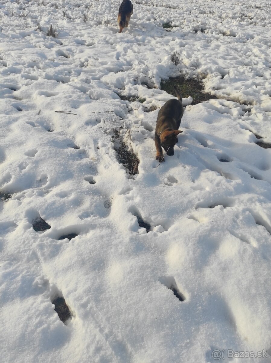 Nemecký ovčiak - 8