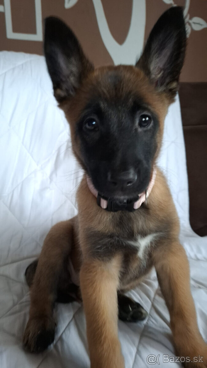 Belgický ovčák malinois bez PP - 8