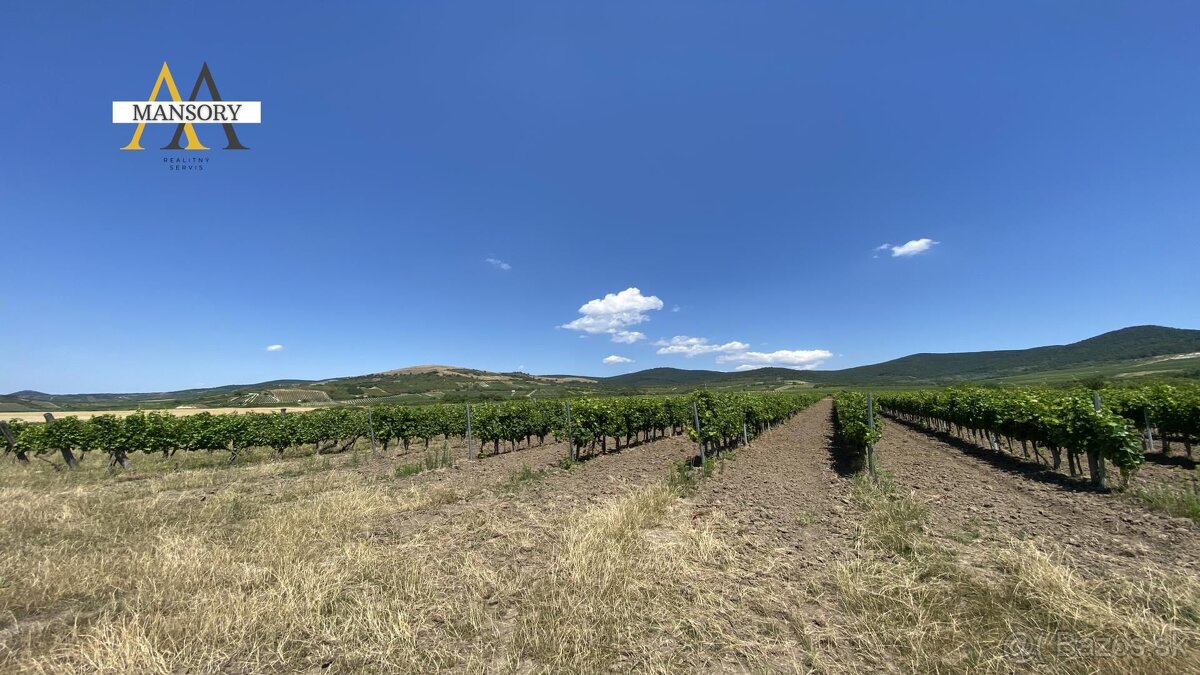 Na predaj vínny dom s vinicami a vínnymi pivnicami 13974 m2 - 8