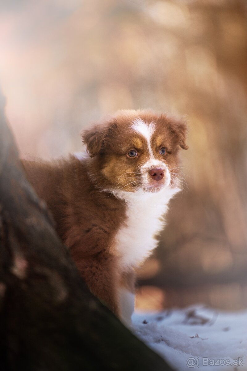 Predaj šteniatka Austrálsky ovčiak 💎 - 8