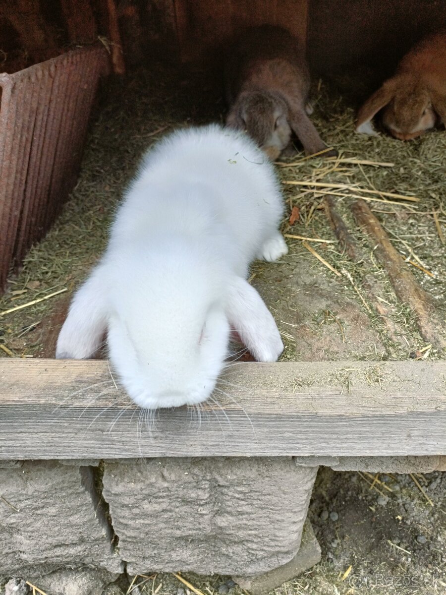 Predám králiky - 8