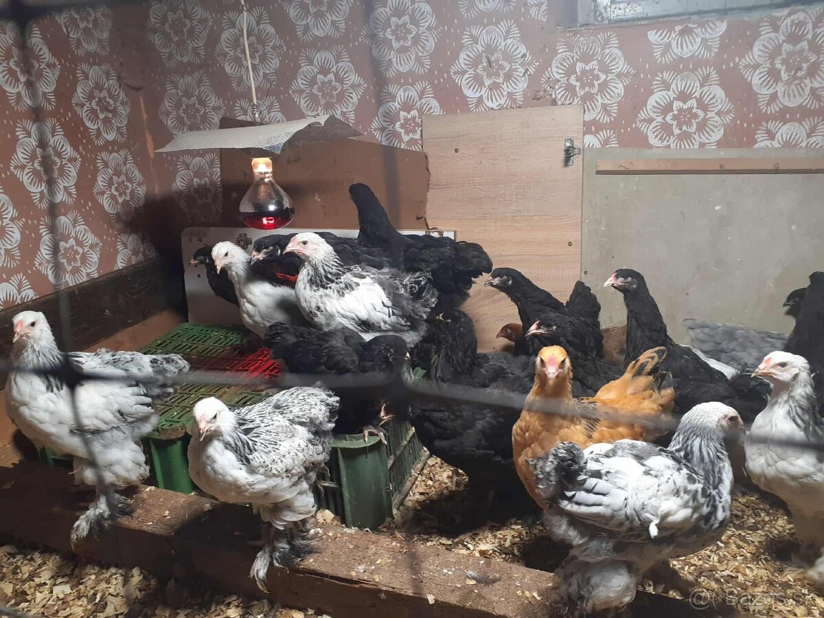 brahma, brahmanka,brahmanky, brahmanka velka - 8