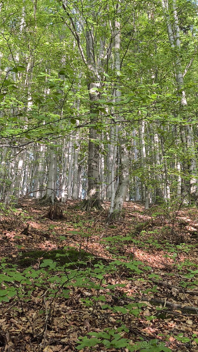 Les na predaj Bodovce - 8