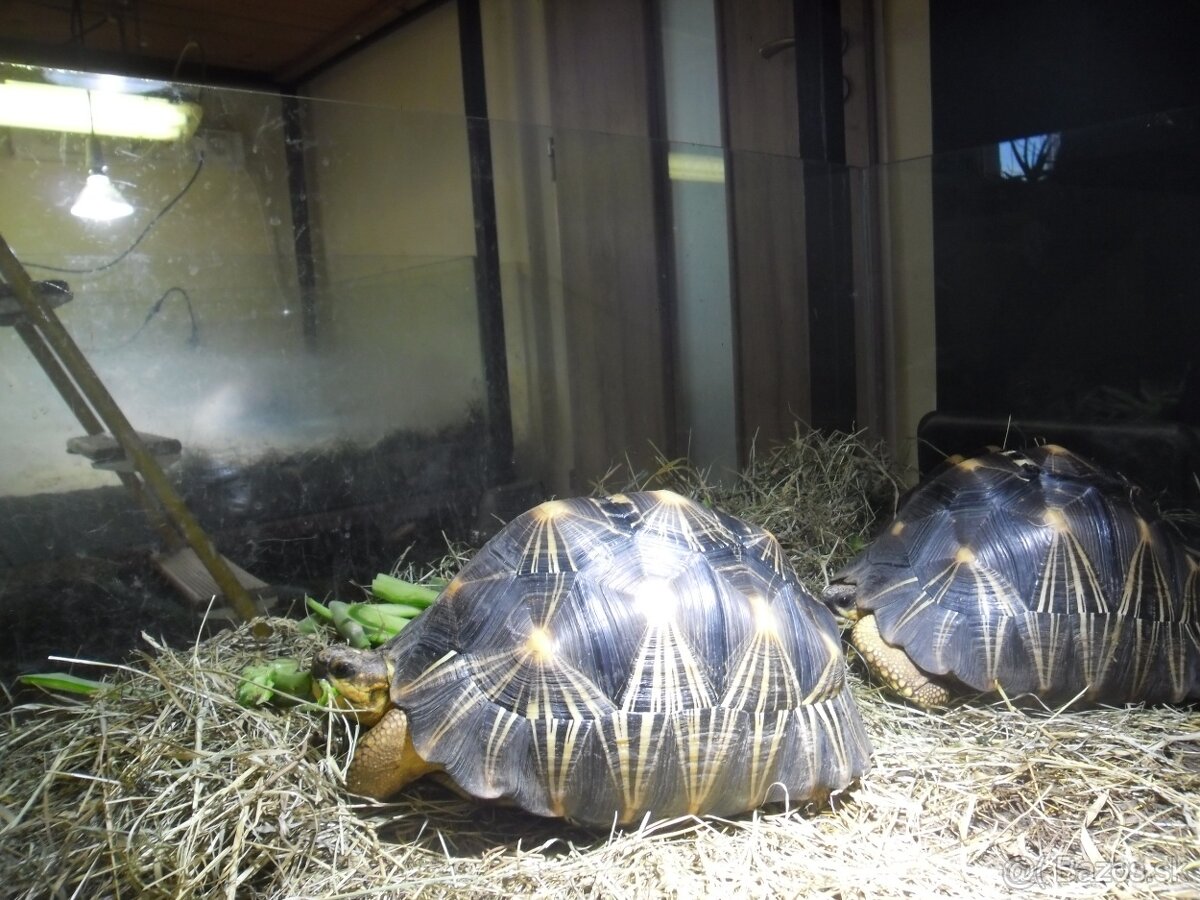 korytnačka lúčová - 8