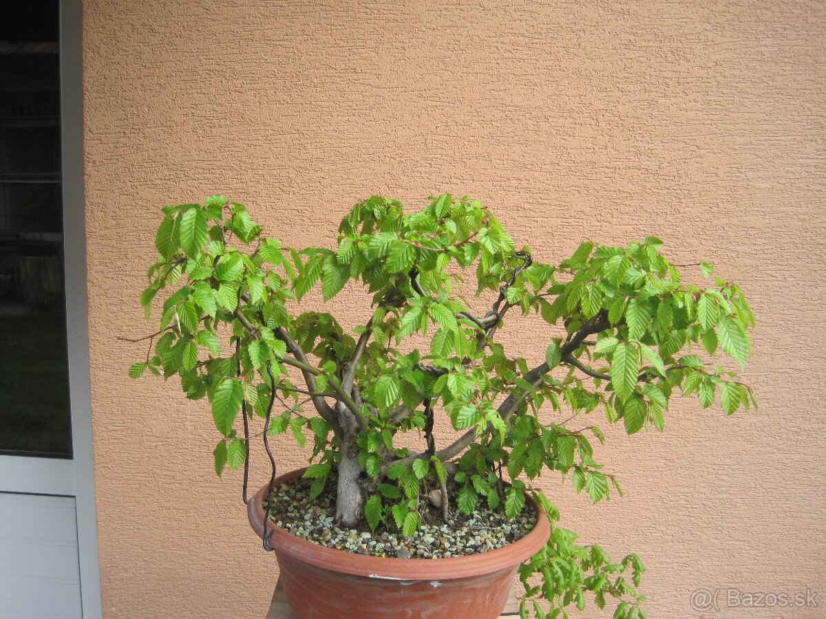 bonsai,bonsaj-hrab 6 - 8