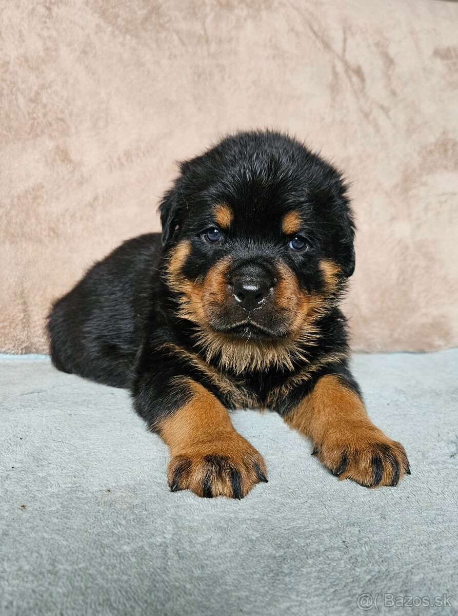 ROTVAJLER - šteniatka s PP - 8