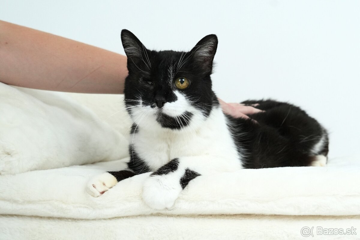 Stará mačička ŽIŠKA hľadá domov - 8