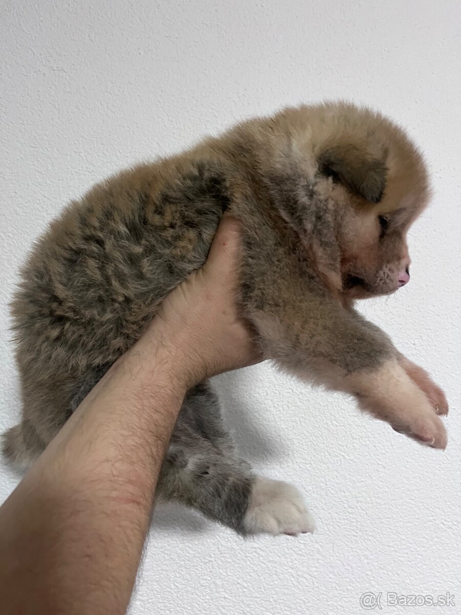 Šteniatka Akita Inu - 8