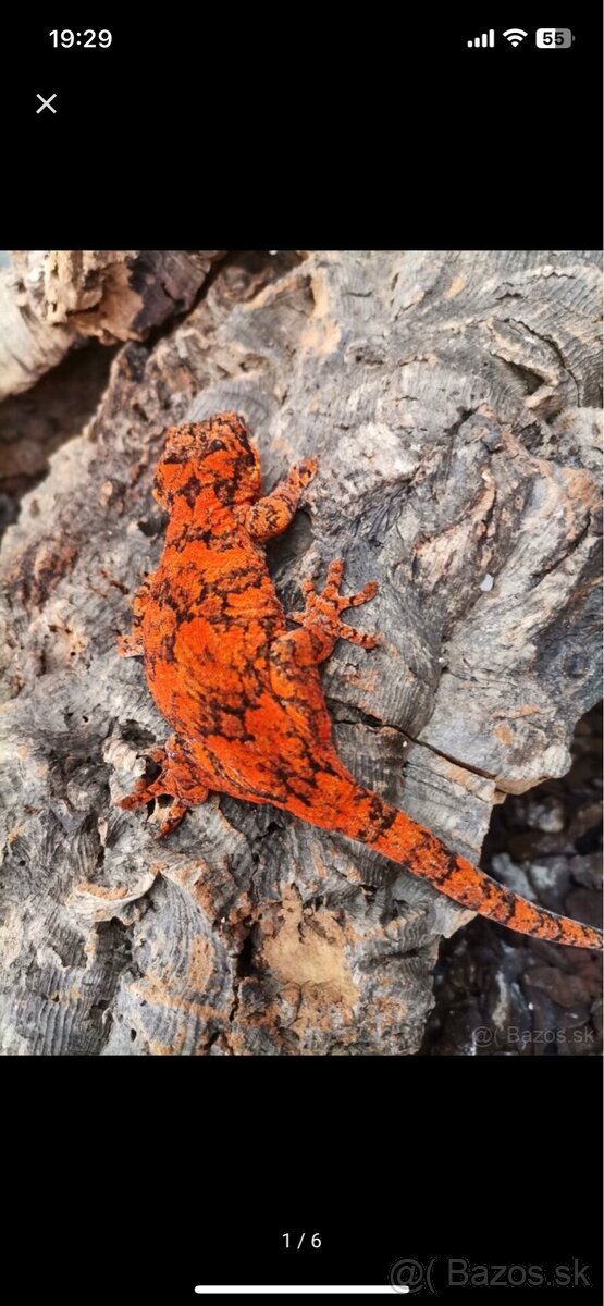 Gekon hrbolkohlavý / Gargoyle Gecko - 8