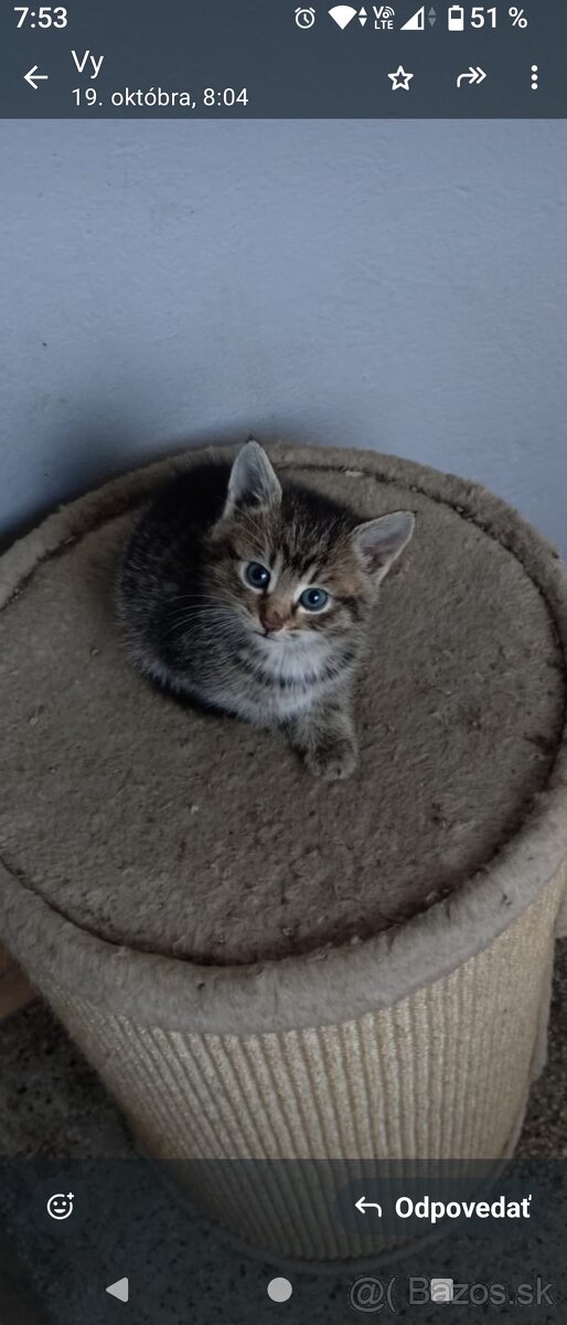 Darujem mačiatka - 8
