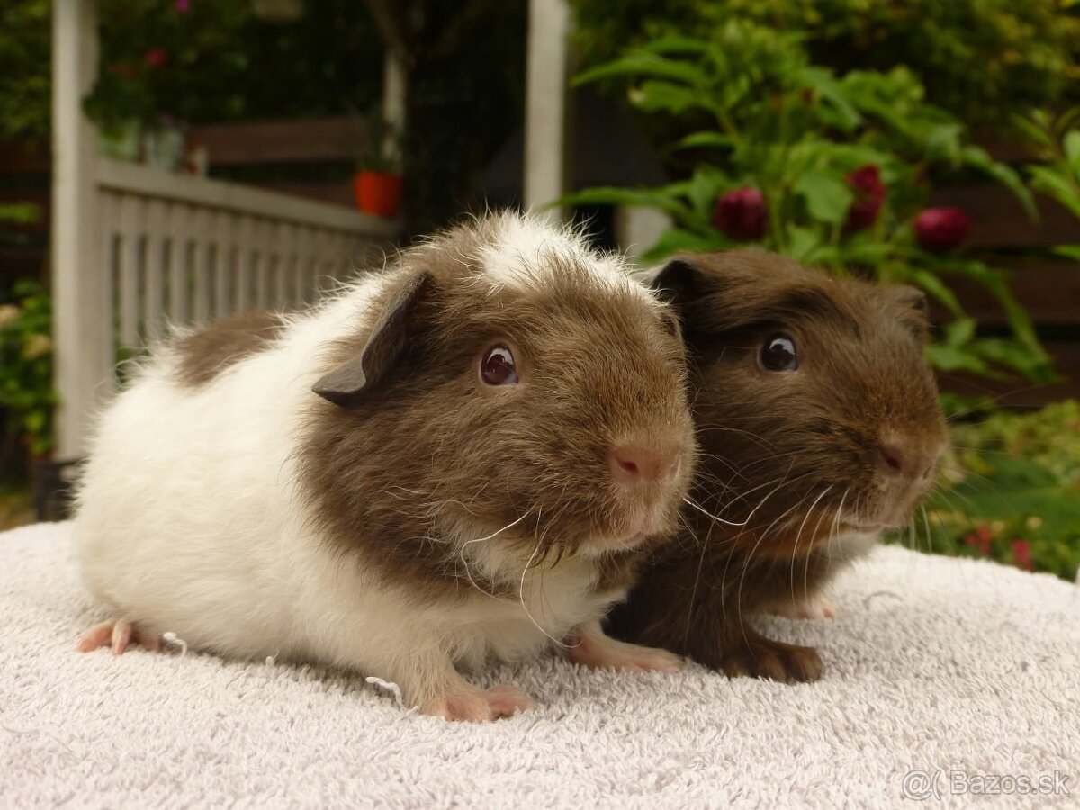 Ušľachtilé morčiatka - 8