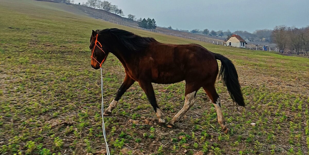 Krásny valach na predaj - 8