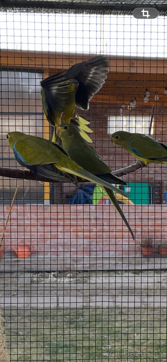 Neoféma ozdobná - 8