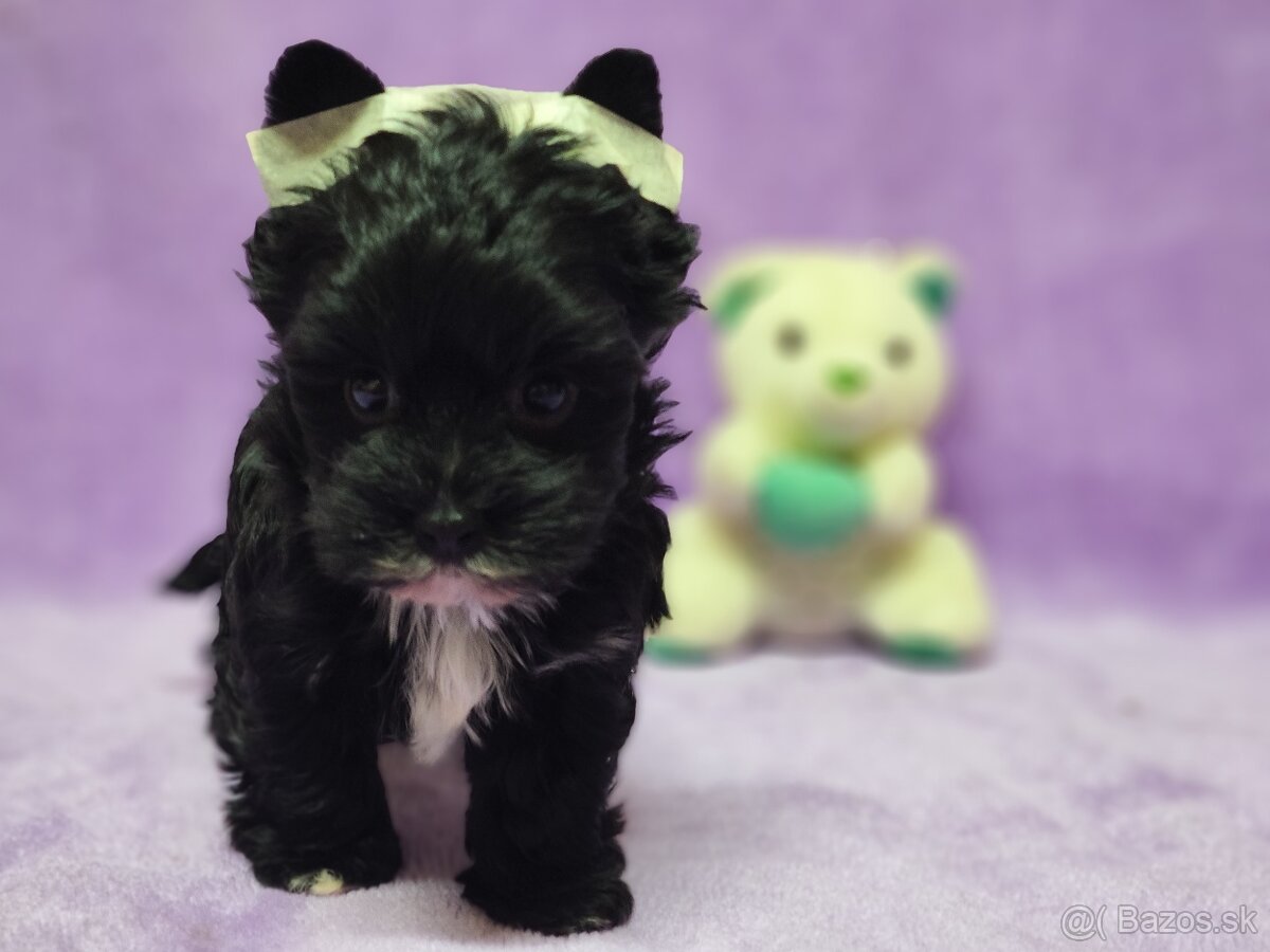 Yorksirsky terier - Biewer,coko,cierny - 8