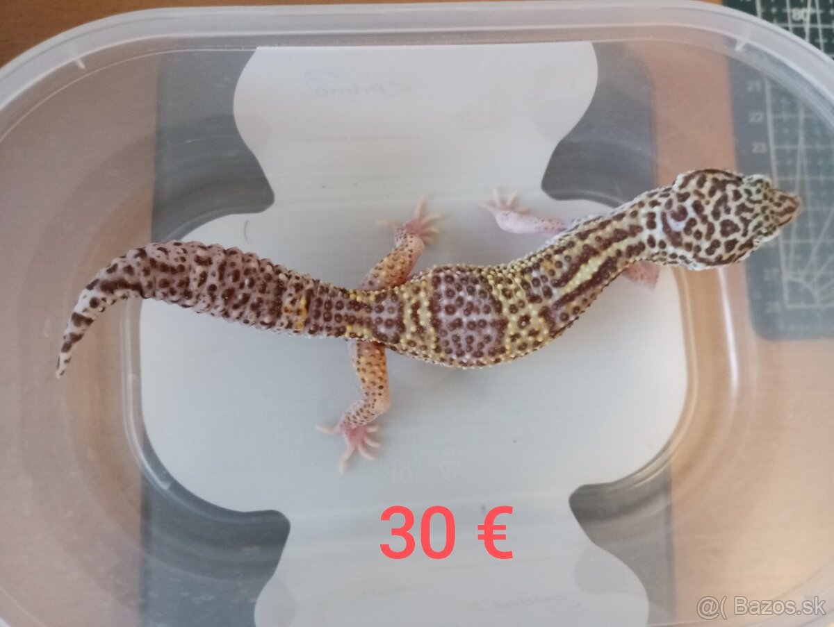 Gekončík nočný - 8