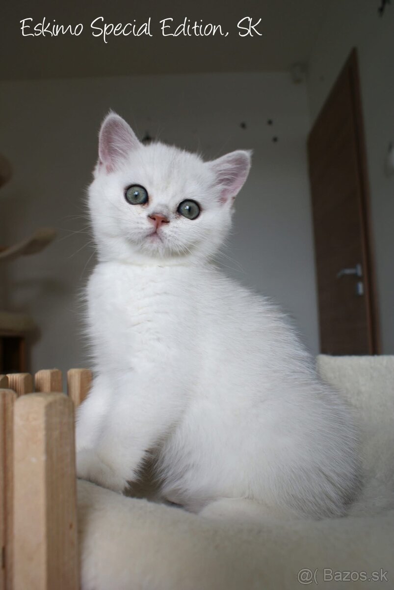 Eskimo Special Edition, SK - britský kocúrik s PP - 8
