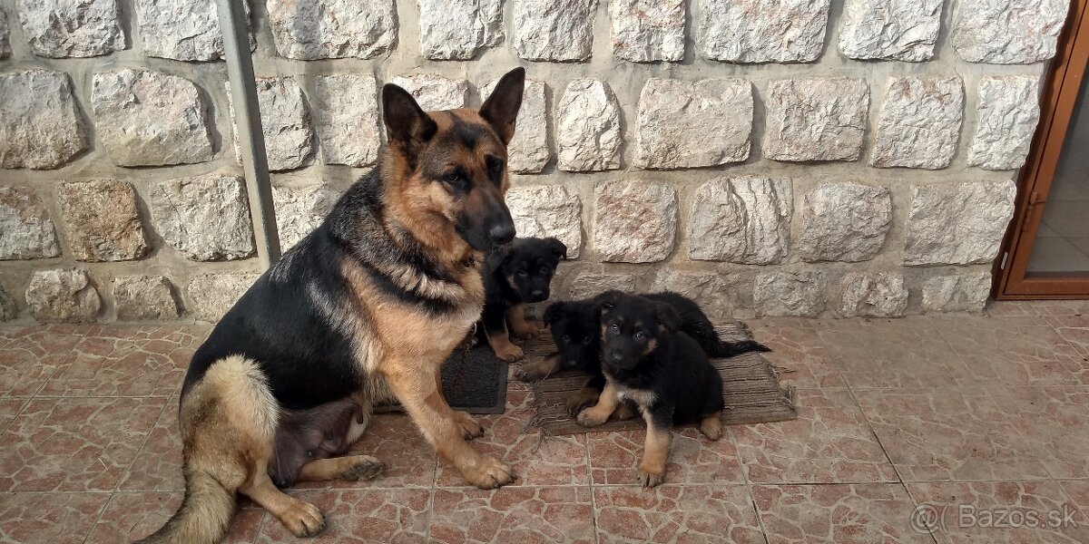 Nemecký ovčiak šteňatá - 8