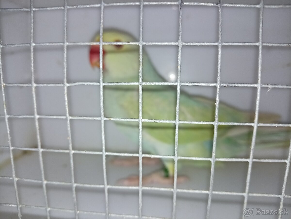 Predám - 8