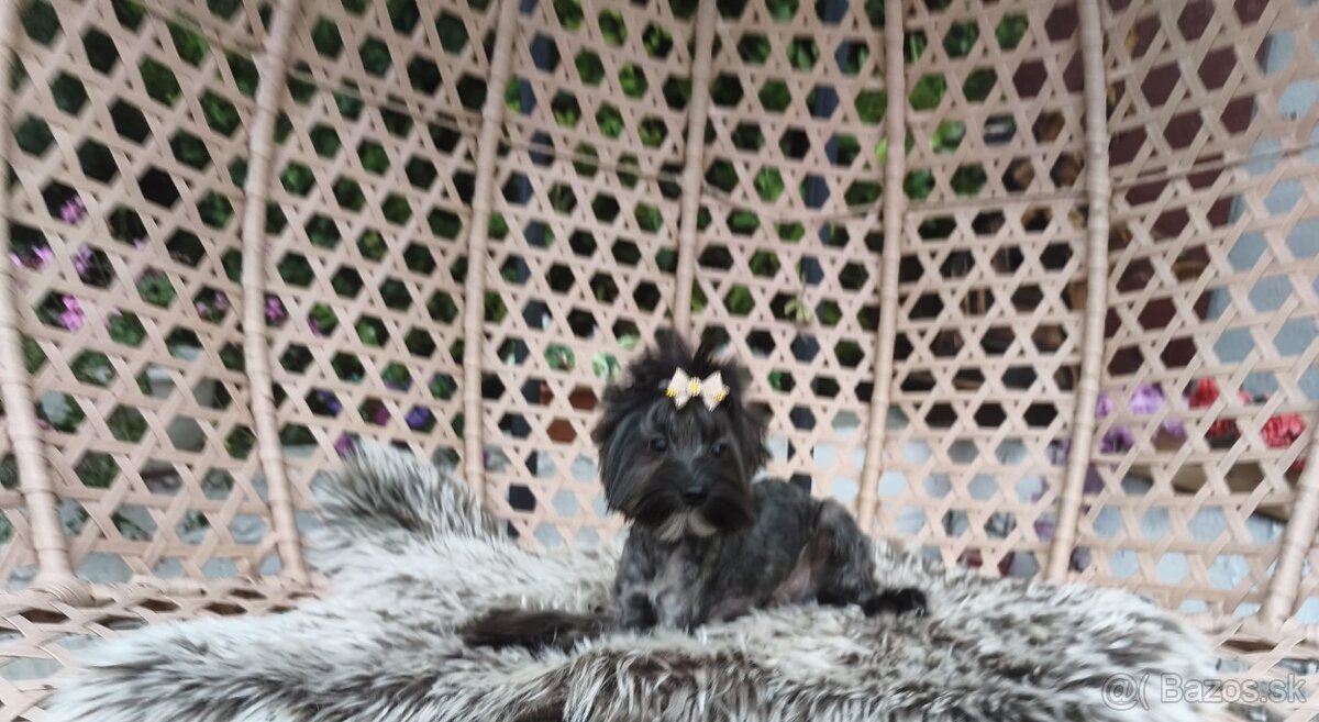 Yorkshire terrier - 8