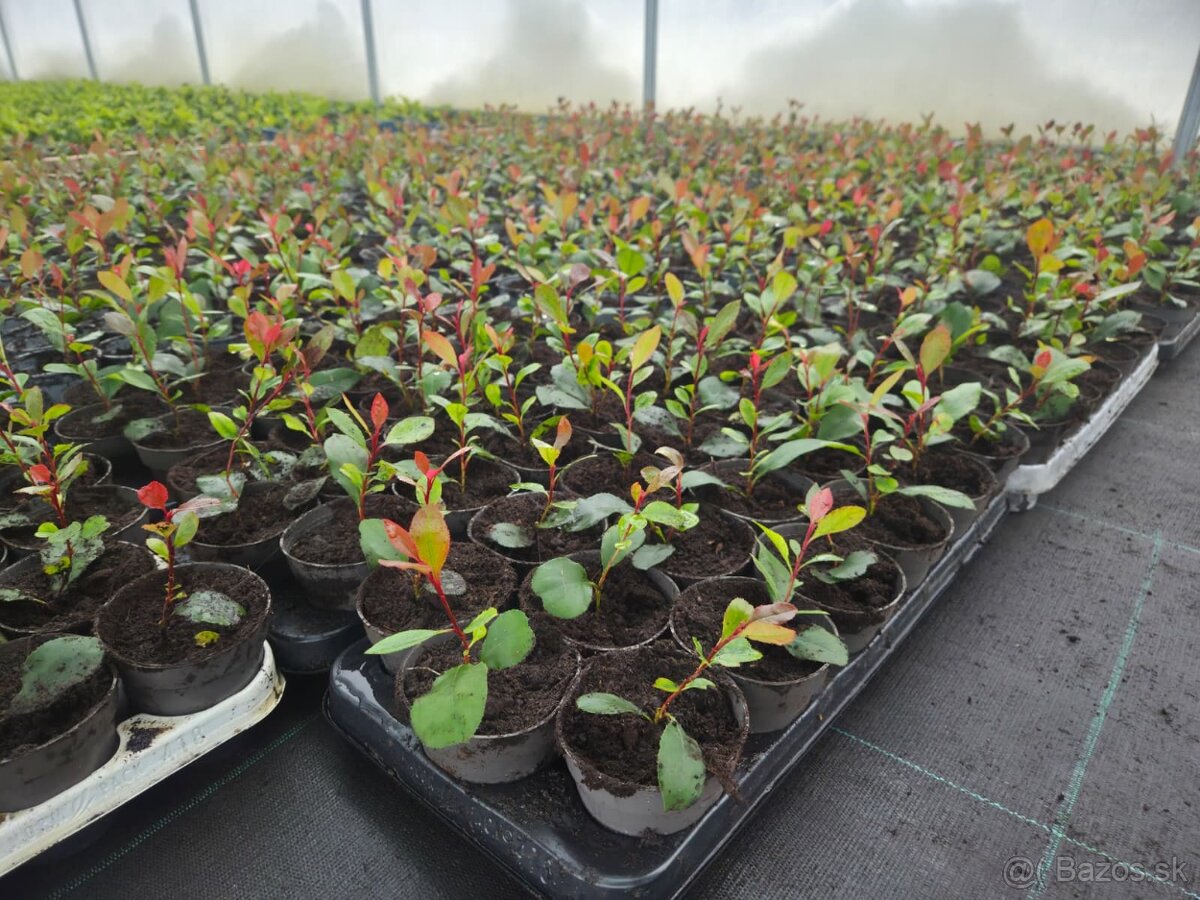 Laurel Novita wawrzyn PRUNUS 0.7l 20-30cm - 8