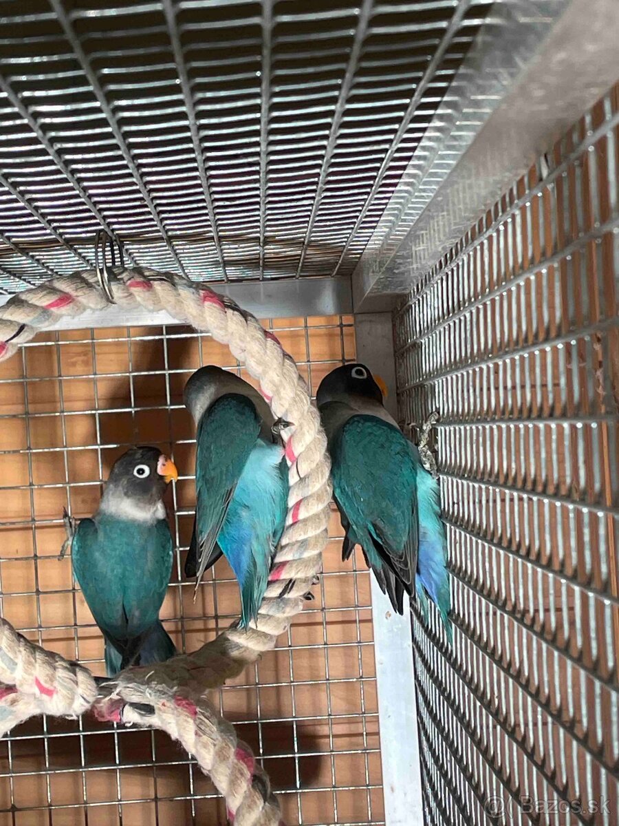 Predám Agapornis škraboškový, papagáj - 8