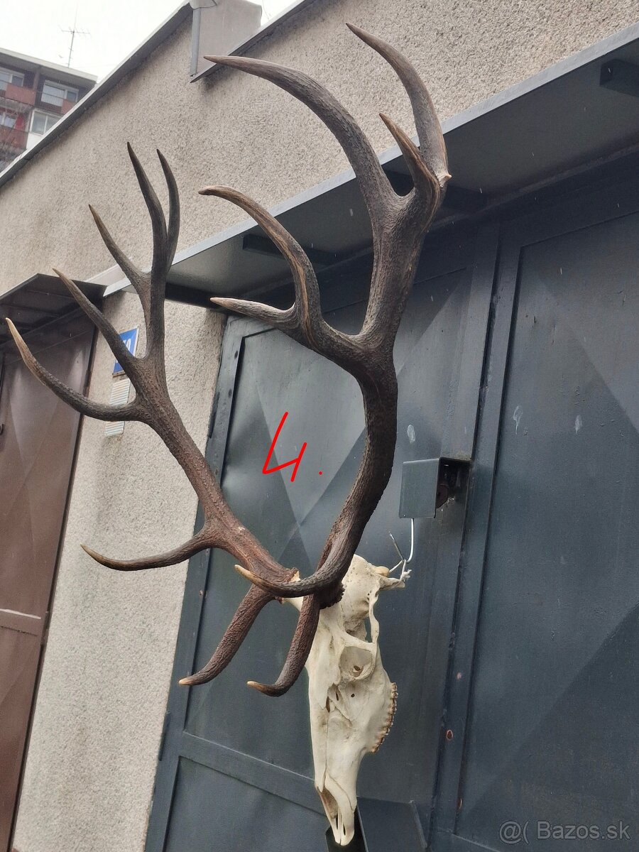 Trofeje, parožie - 8