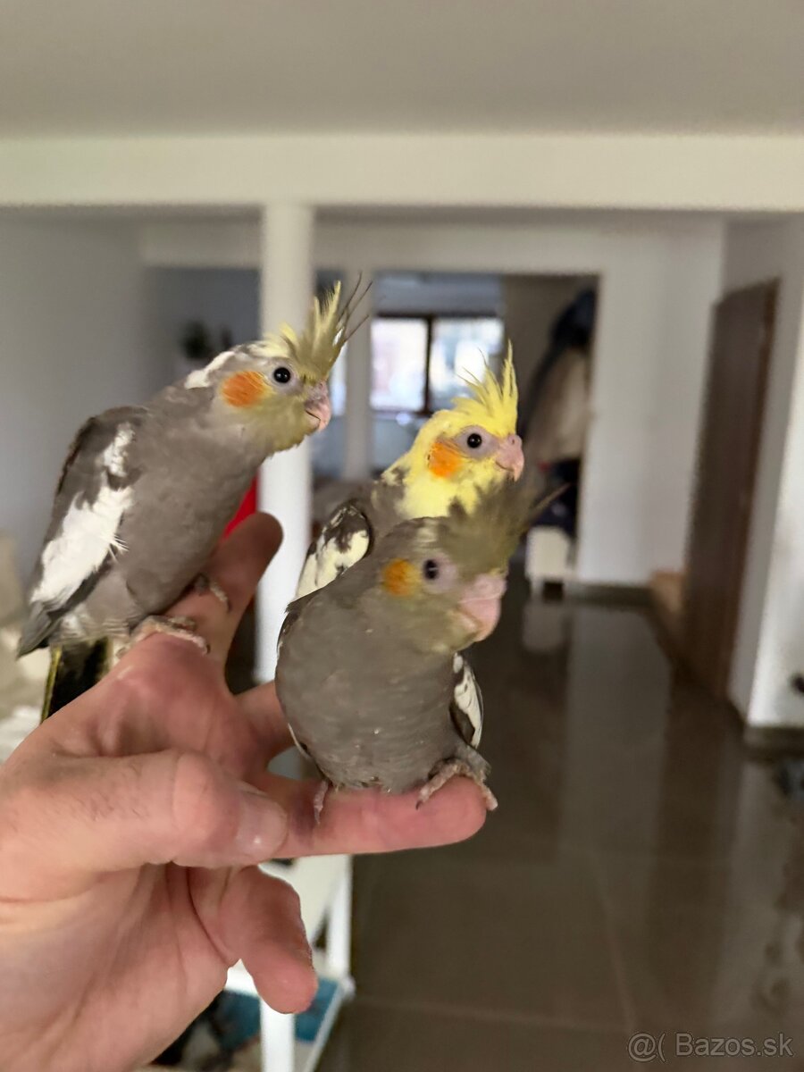 Korely Maznačikovia ručne dokrmene - 8