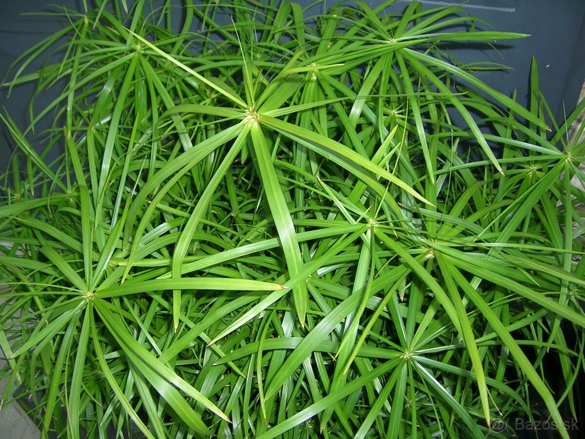 Šachor striedavolistý -Cyperus alternifolius - 8