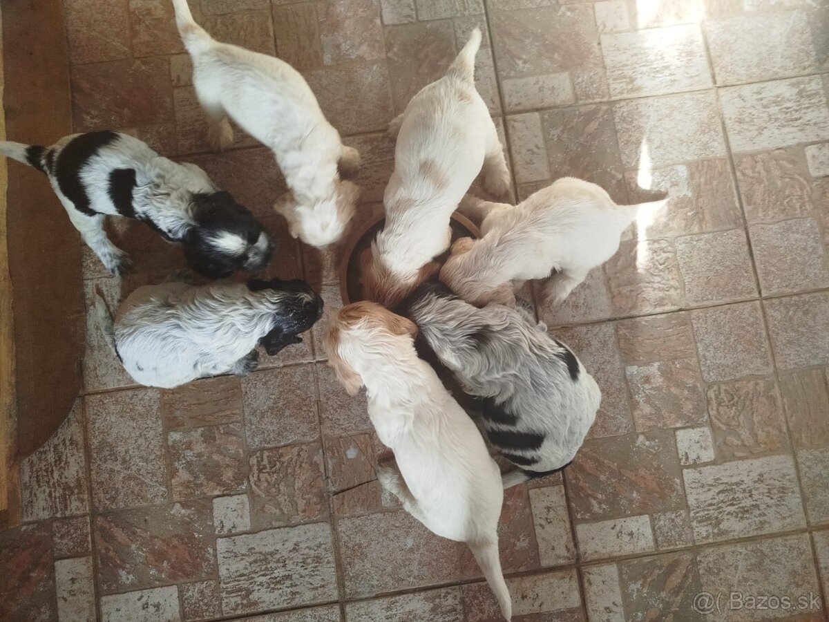 Anglický kokeršpaniel s PP - 8