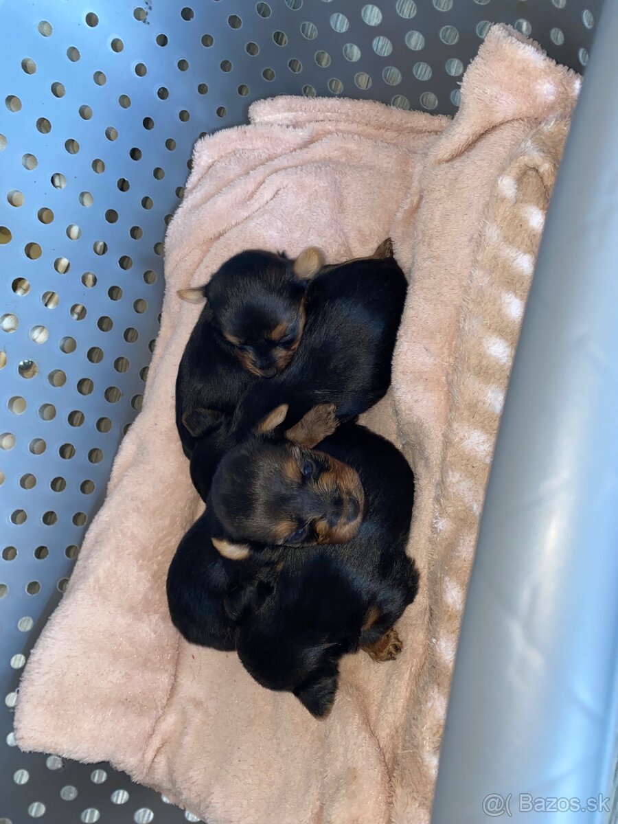 Mini Yorkshire terrier - 8