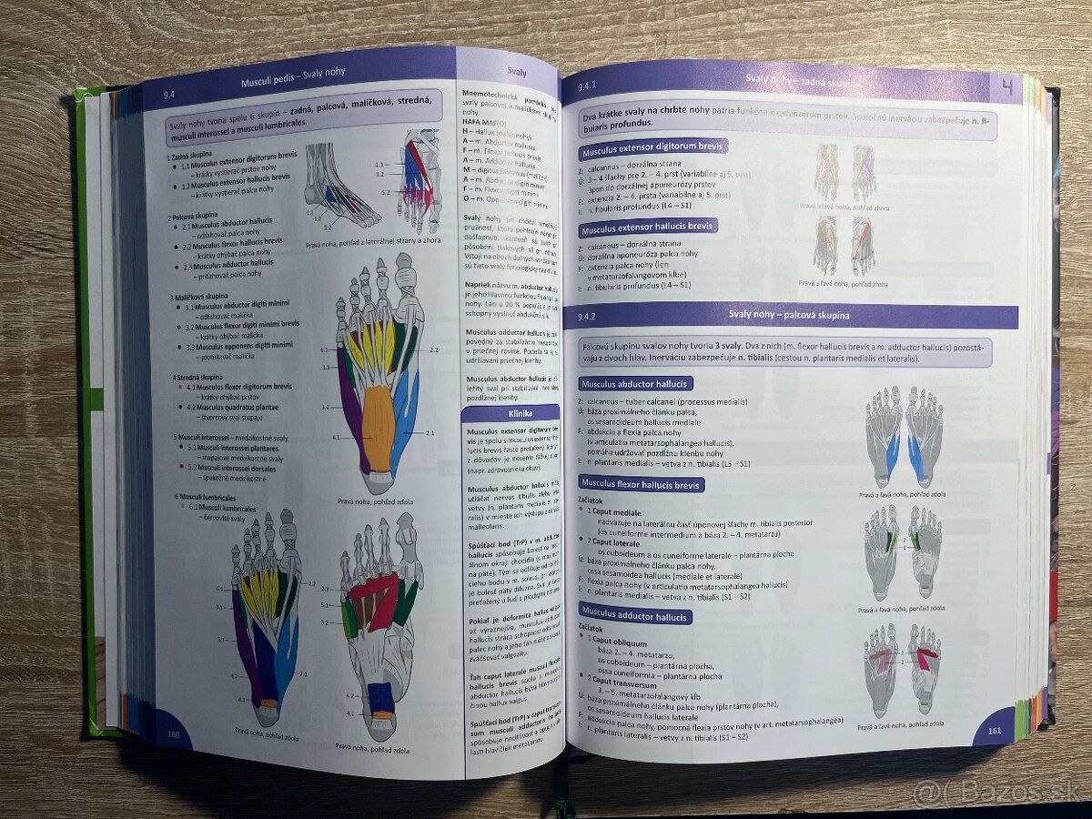 MEMORIX HISTOLOGIE A ANATOMIE - 8