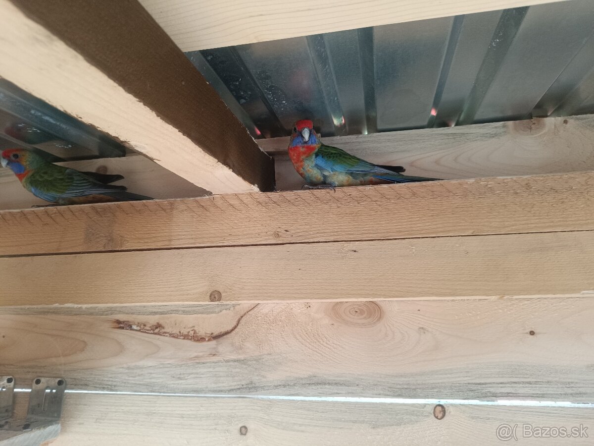 Predám - Rozela Adelaidská - 8