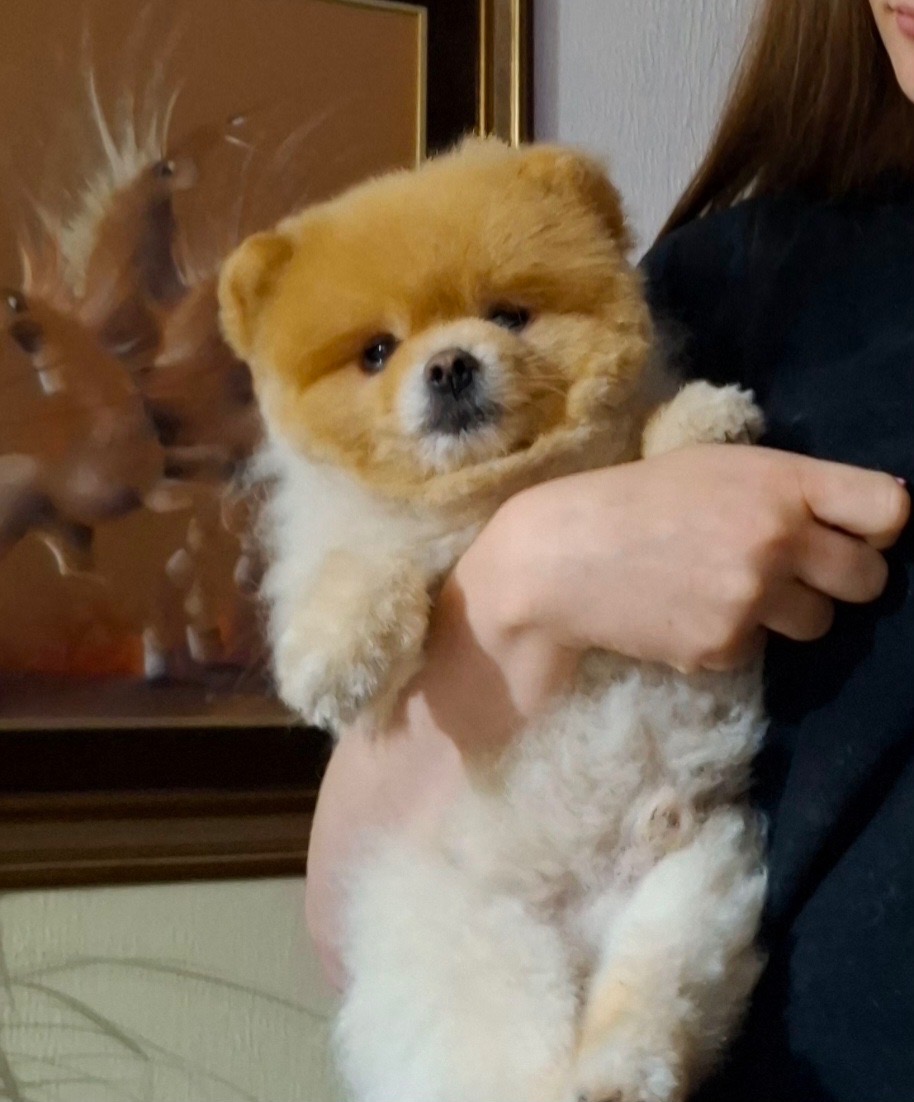 Pomeranian Boo-šteniatká na predaj - 8