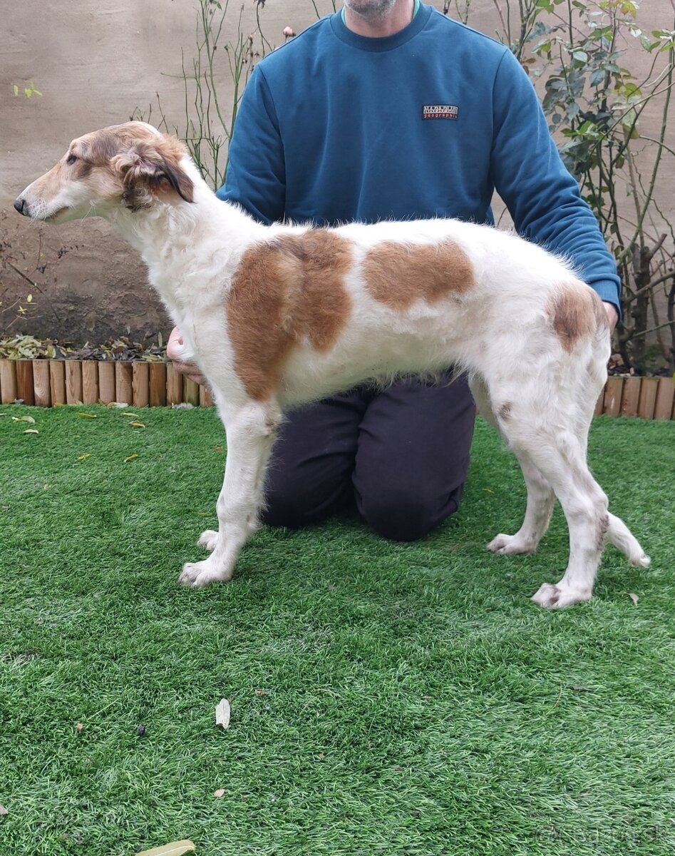 Barzoj ruský chrt s PP - 8