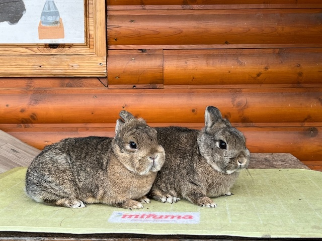 Zdrobneny divosfarbeny - 8