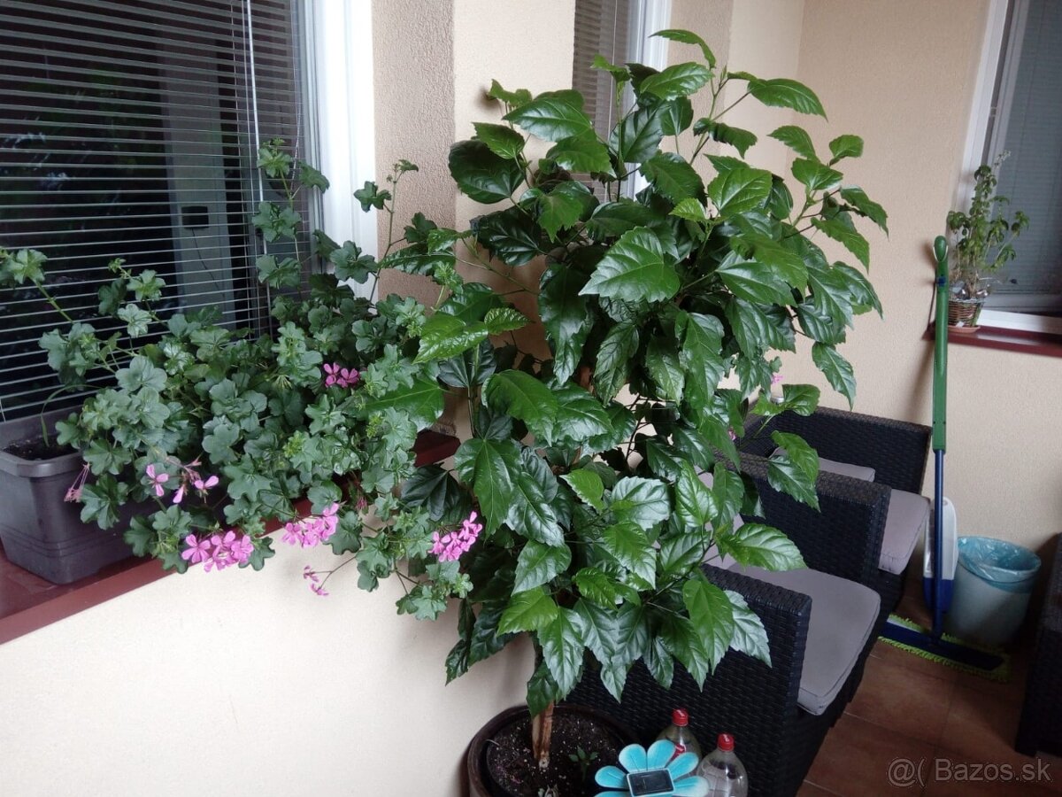 Predaj - 2 izb.,54 m2, 3/3, balkón, 7 m2, Rajka - 8