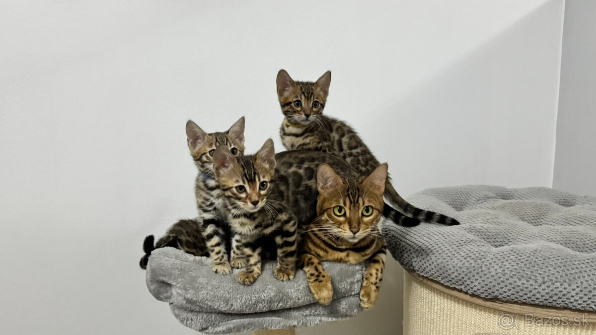Bengalska mačka s rodokmeňom, Bengal Cat - 8