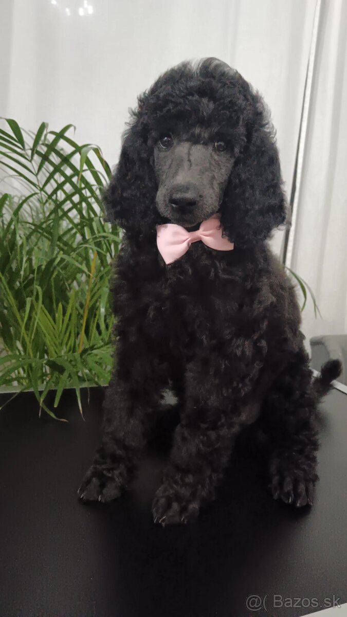 Pudel veľký (kráľovský) - 8