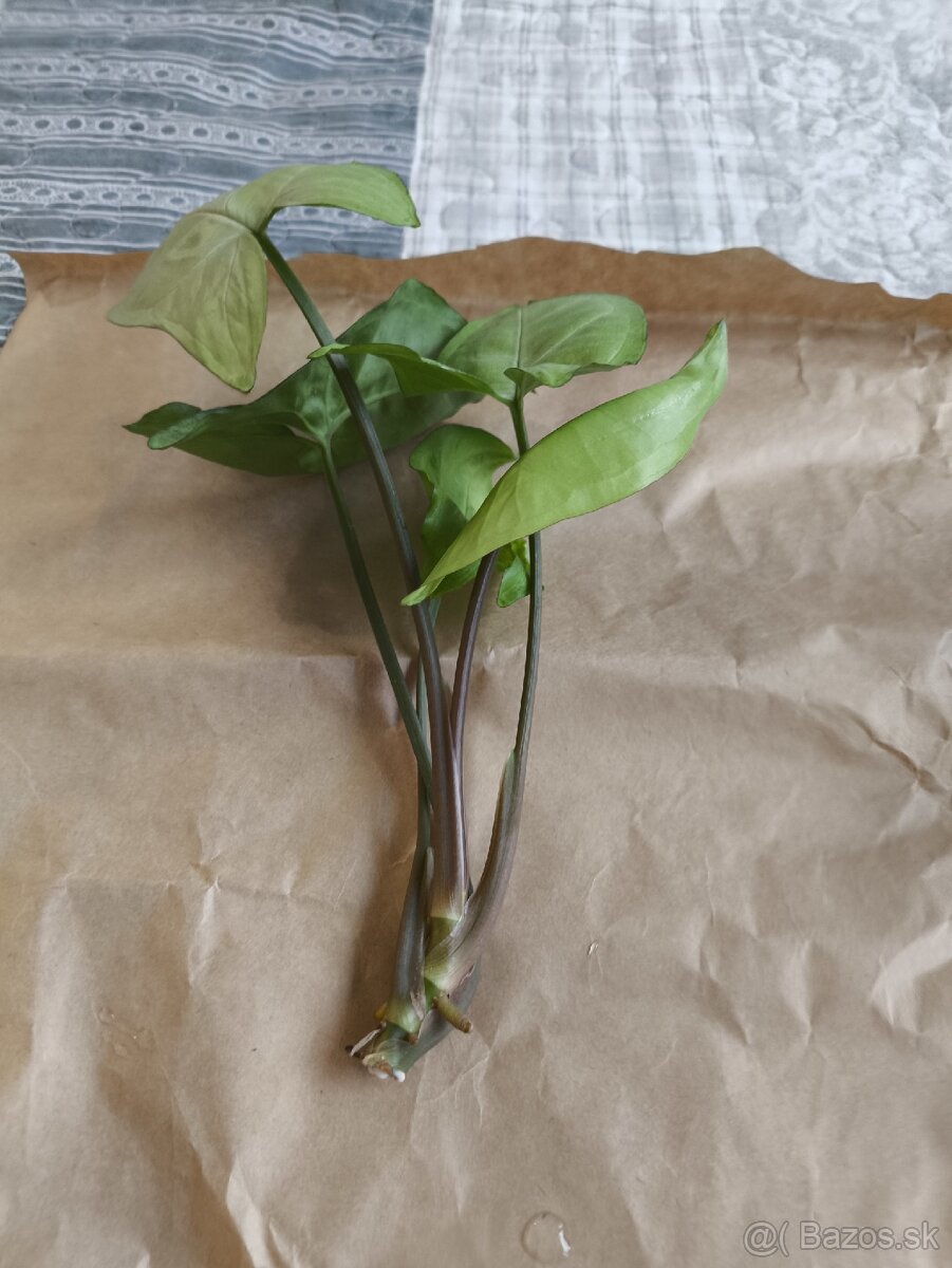 Izbové rastliny odrezky - 8