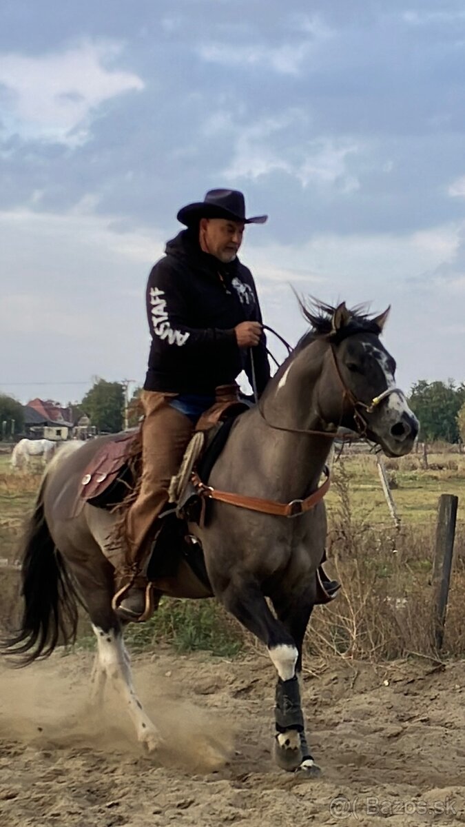 Apha žrebec pripuštanie - 8