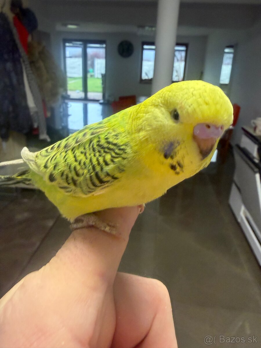 Andulky Maznačikovia krotke - 8