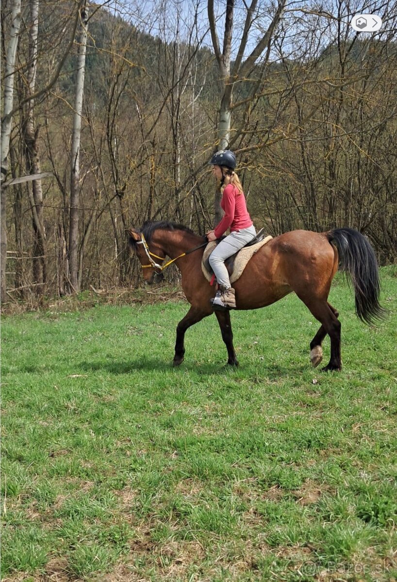 Všestranný valach Shagya arab - 8