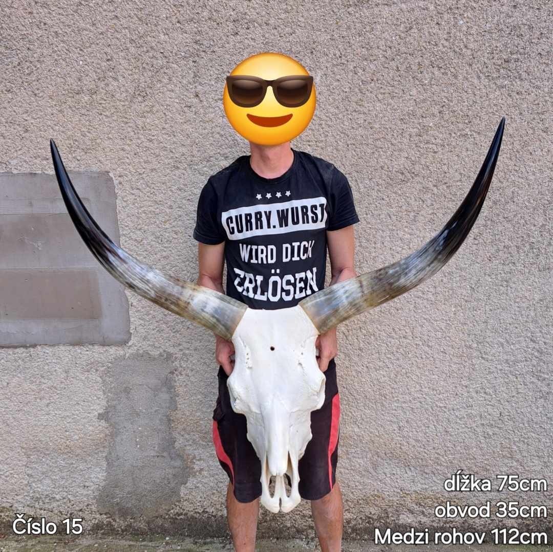 Trofeje, maďarský stepný - 8