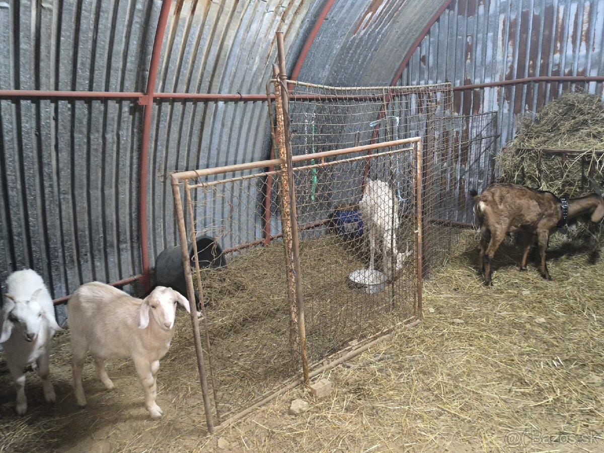 Anglonubijsky capko podielovy,predaj, pripustenie - 8