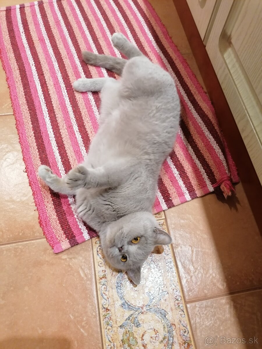 Britské mačiatka - 8