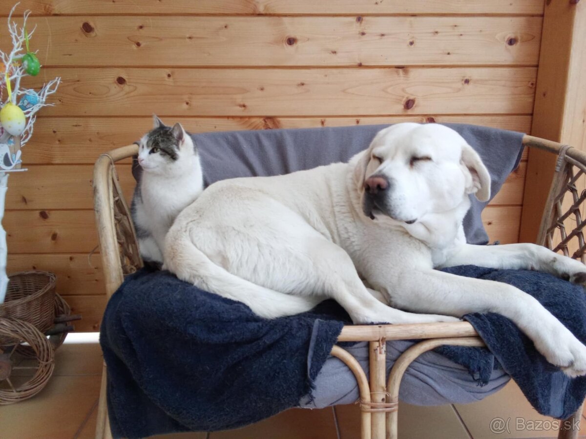 Labrador- krytie - 8